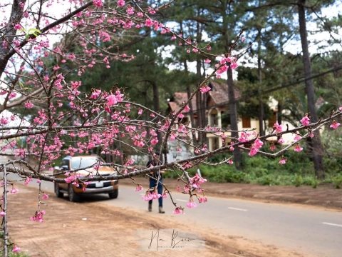 MAI ANH ĐÀO MĂNG ĐEN