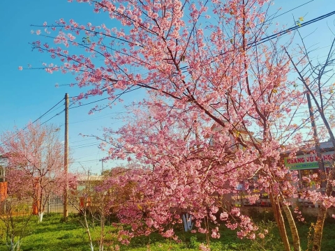 MAI ANH ĐÀO MĂNG ĐEN