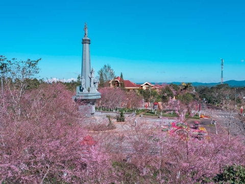 MAI ANH ĐÀO MĂNG ĐEN