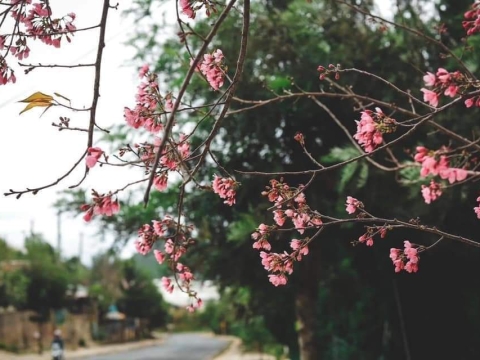 MAI ANH ĐÀO MĂNG ĐEN