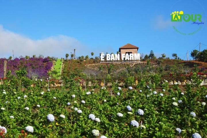 Khám phá Ê Ban Farm Măng Đen - Một địa điểm du lịch sinh thái nổi tiếng ở Kon Tum